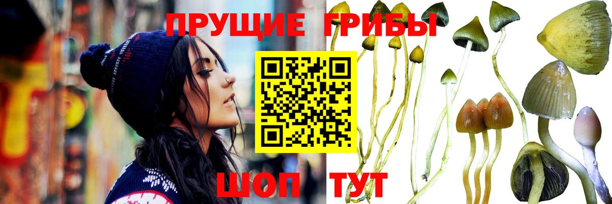 Псилоцибиновые грибы Psilocybe Советский